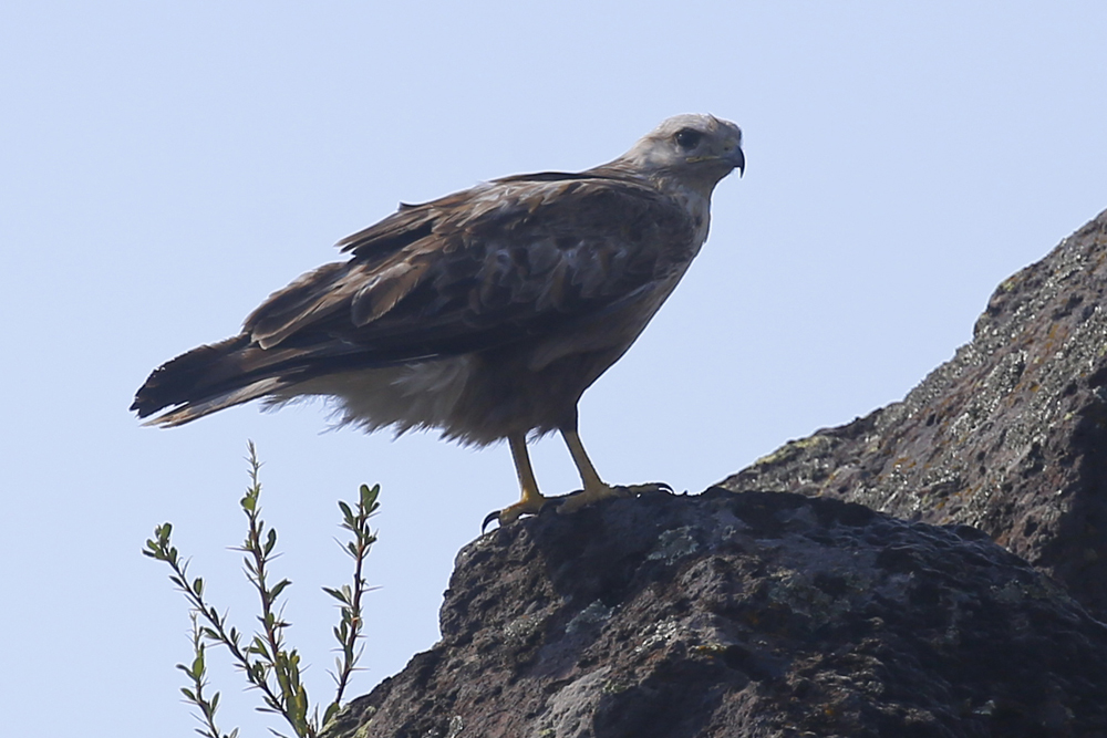 Long-legged Buzzard