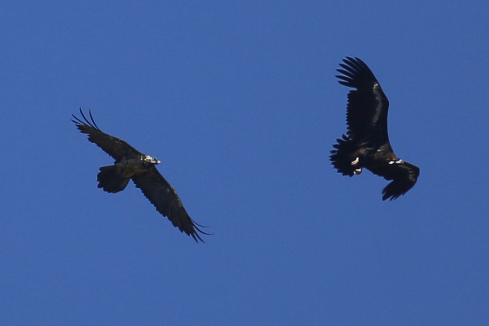 Bearded Vulture