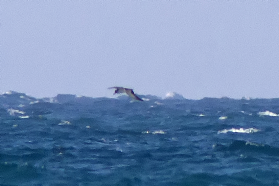 Scopoli`s Shearwater