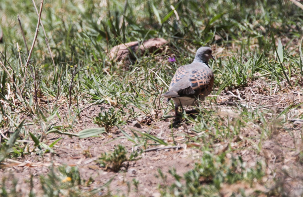 European Turtle Dove