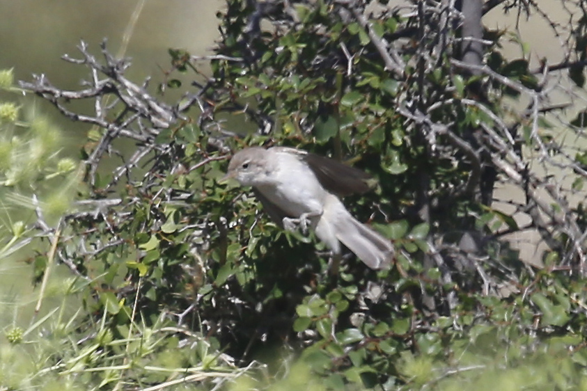 Eastern Olivaceous Warbler
