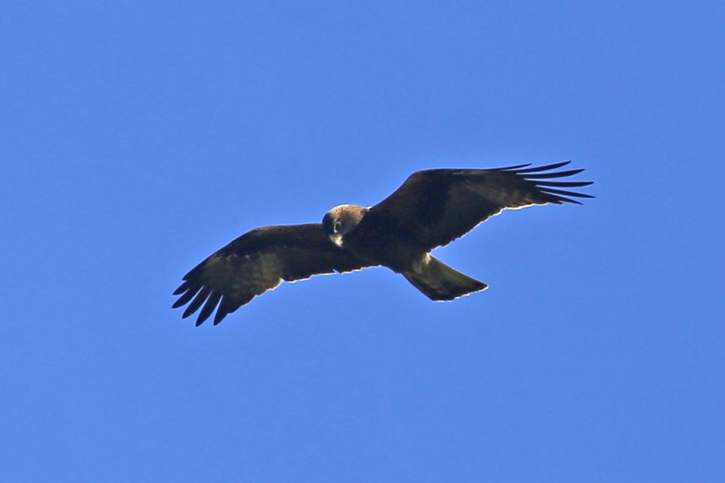 Booted Eagle