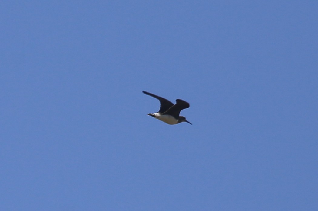 Green Sandpiper
