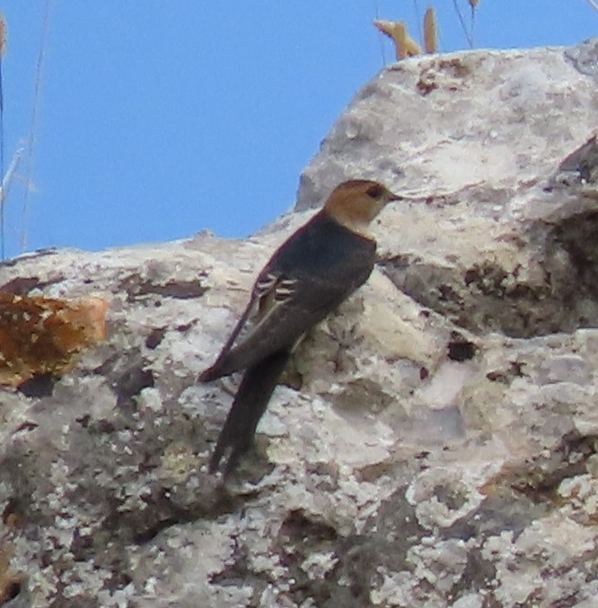 European Red-rumped Swallow