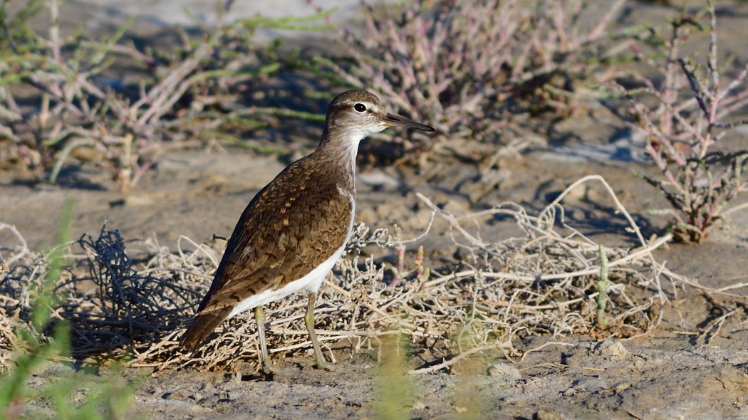 Common Sandpiper