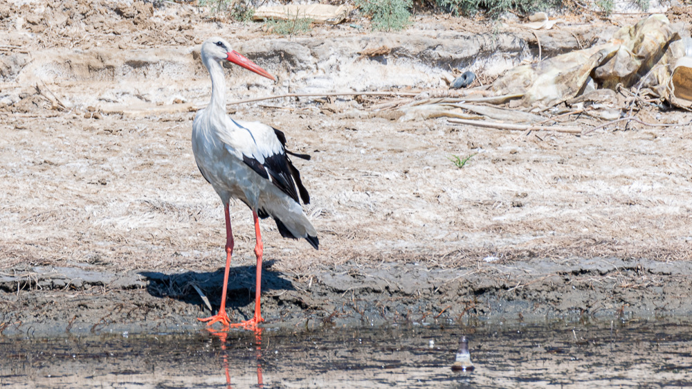 White Stork