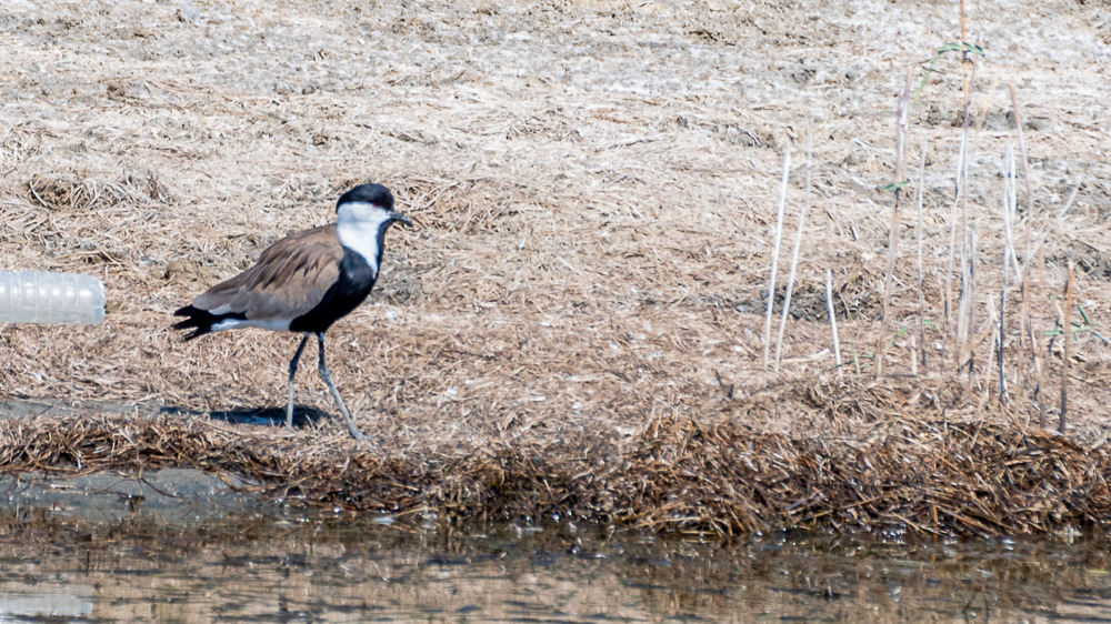 Spur-winged Lapwing
