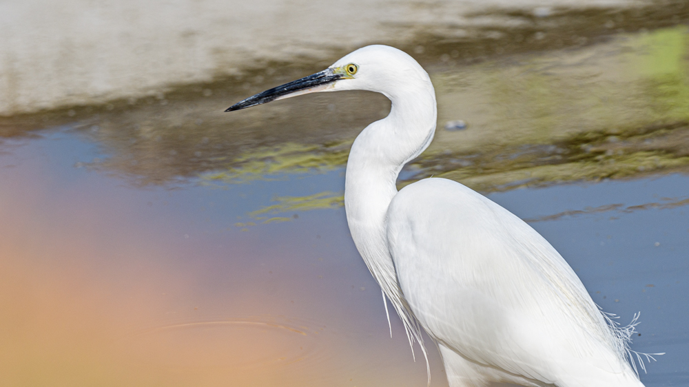 Little Egret