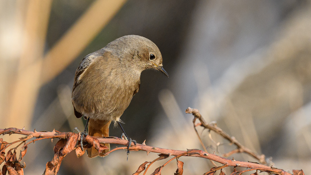 Black Redstart