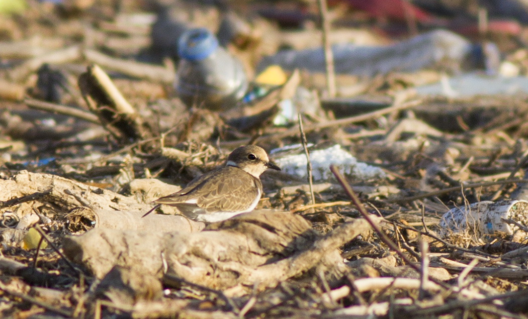 Little Ringed Plover