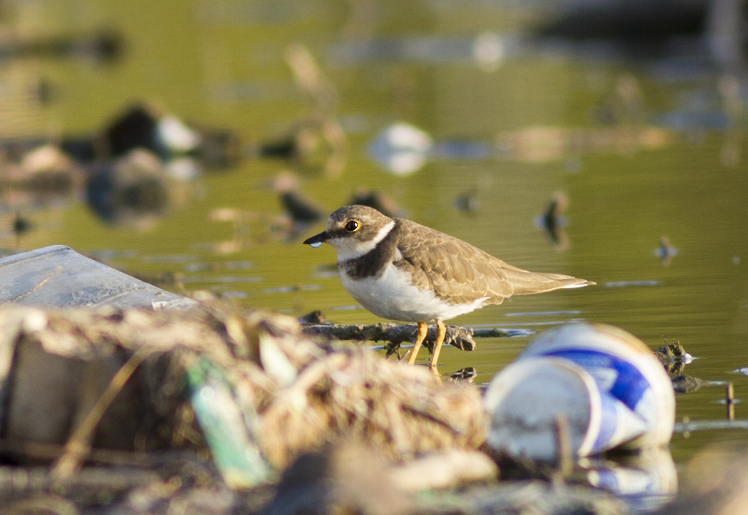 Little Ringed Plover