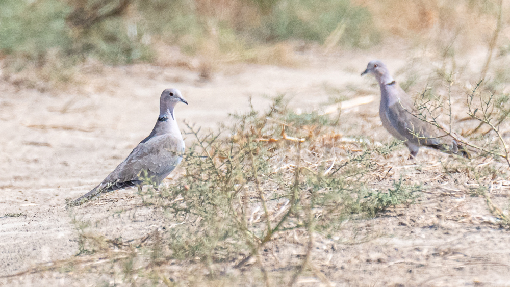 Eurasian Collared Dove