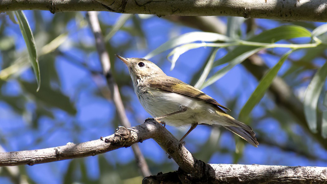 Eastern Bonelli`s Warbler