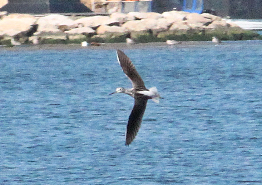 Common Greenshank