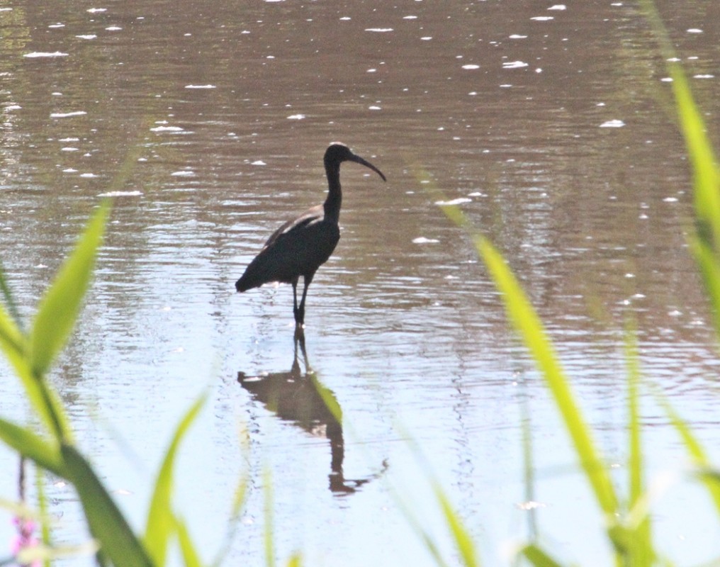 Glossy Ibis
