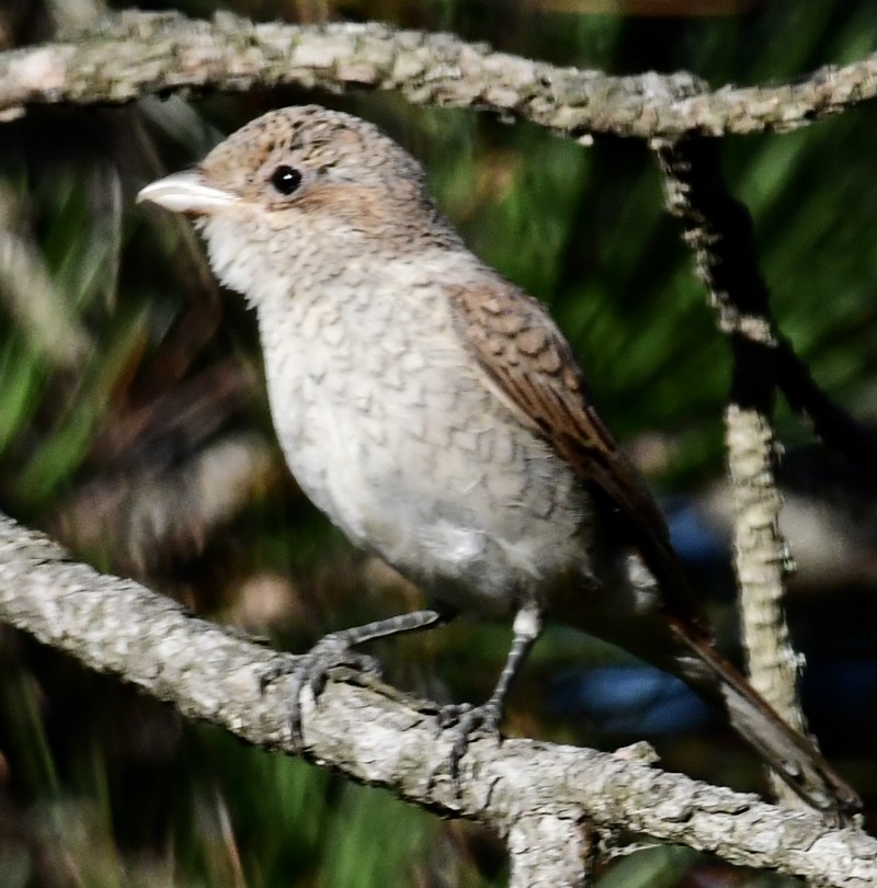 Red-backed Shrike
