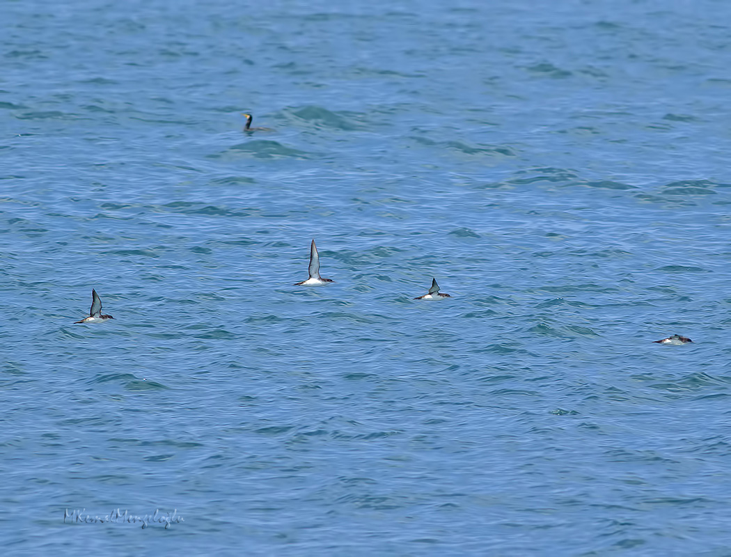 Yelkouan Shearwater
