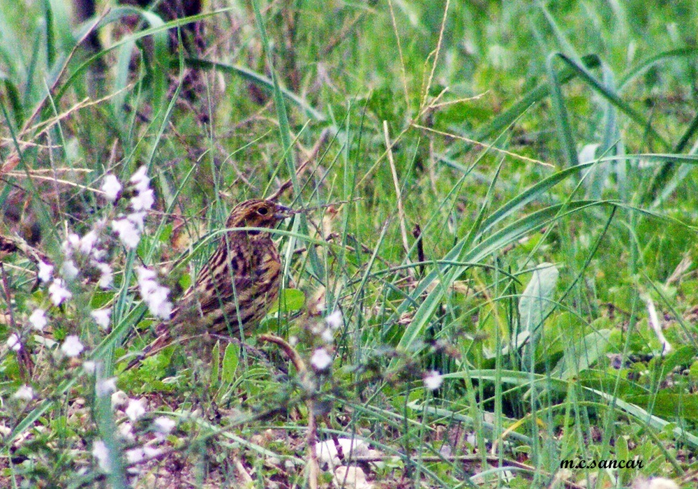 Cirl Bunting