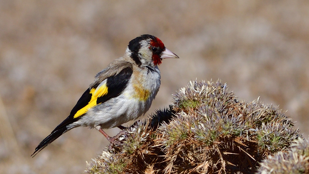 European Goldfinch