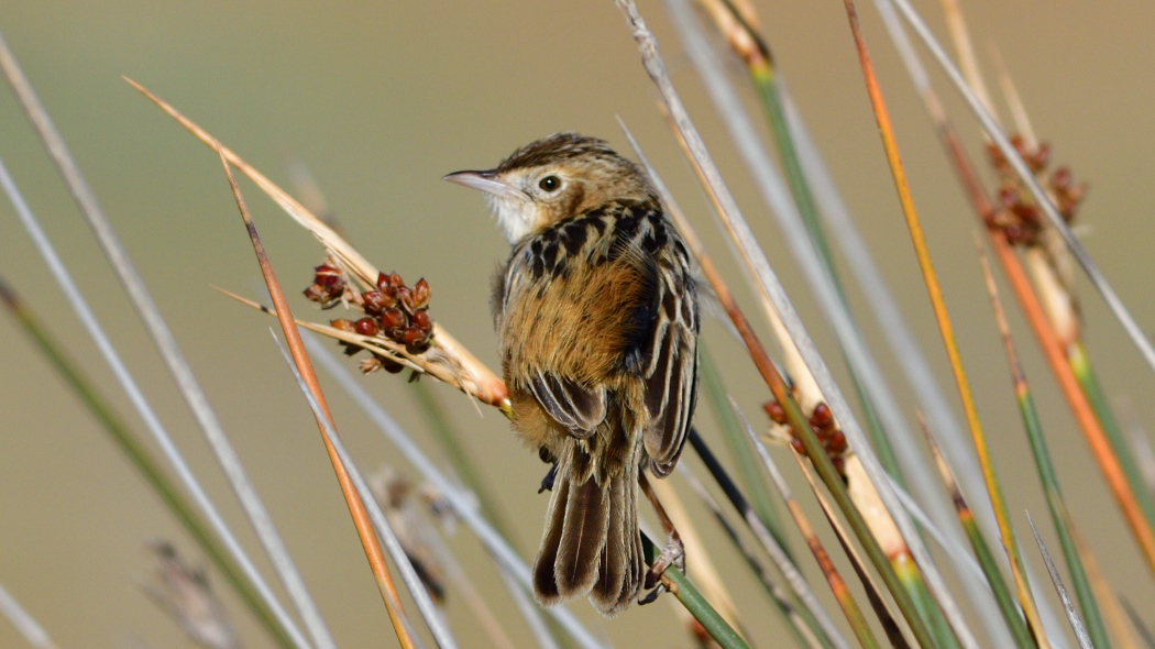 Zitting Cisticola