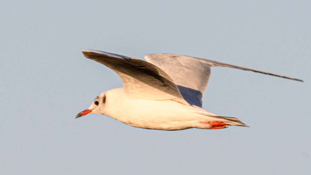 Black-headed Gull