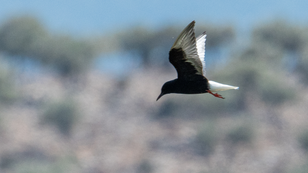 White-winged Tern
