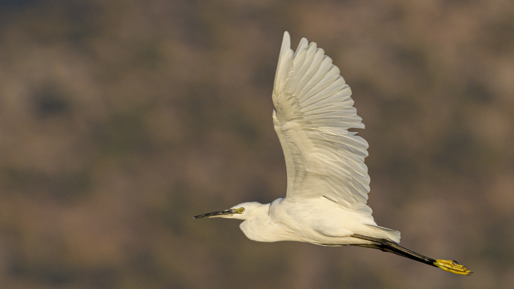 Little Egret