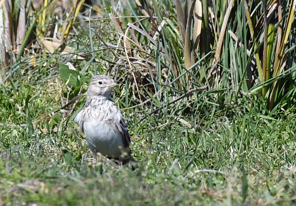 Turkestan Short-toed Lark
