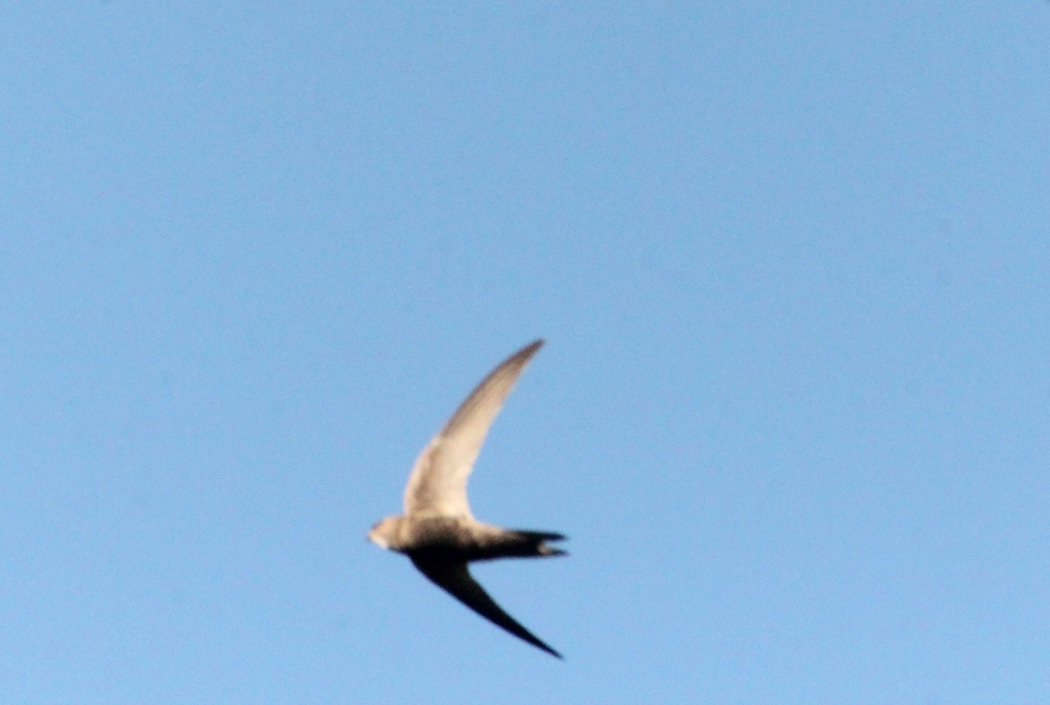 Pallid Swift