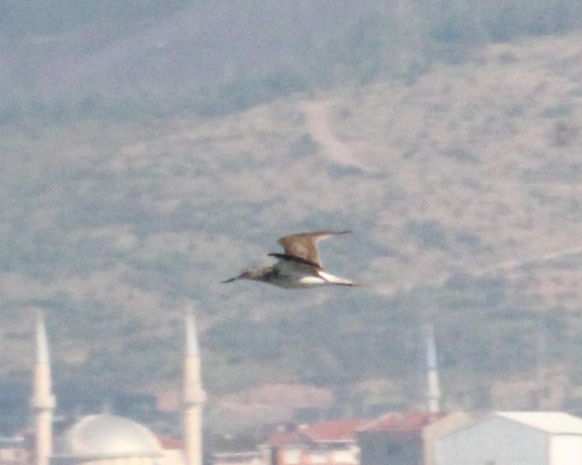 Common Greenshank