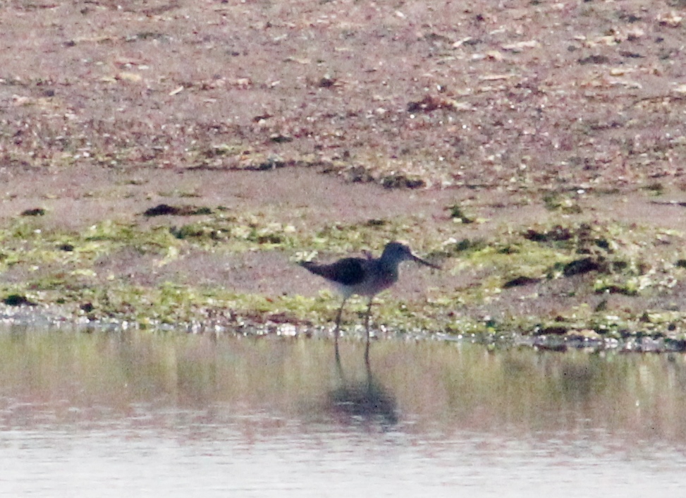 Common Greenshank