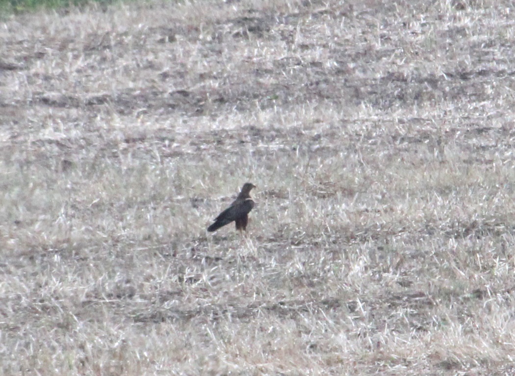 Western Marsh Harrier