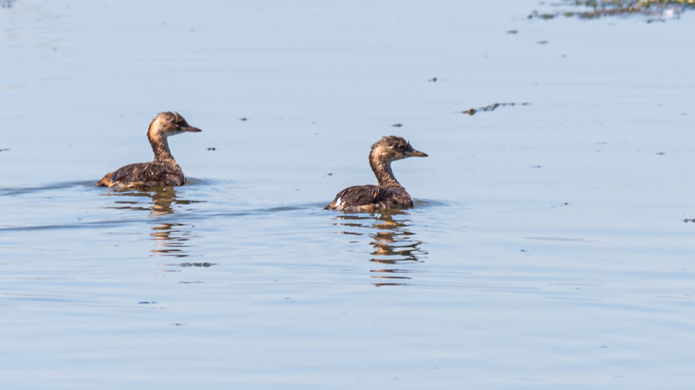 Little Grebe