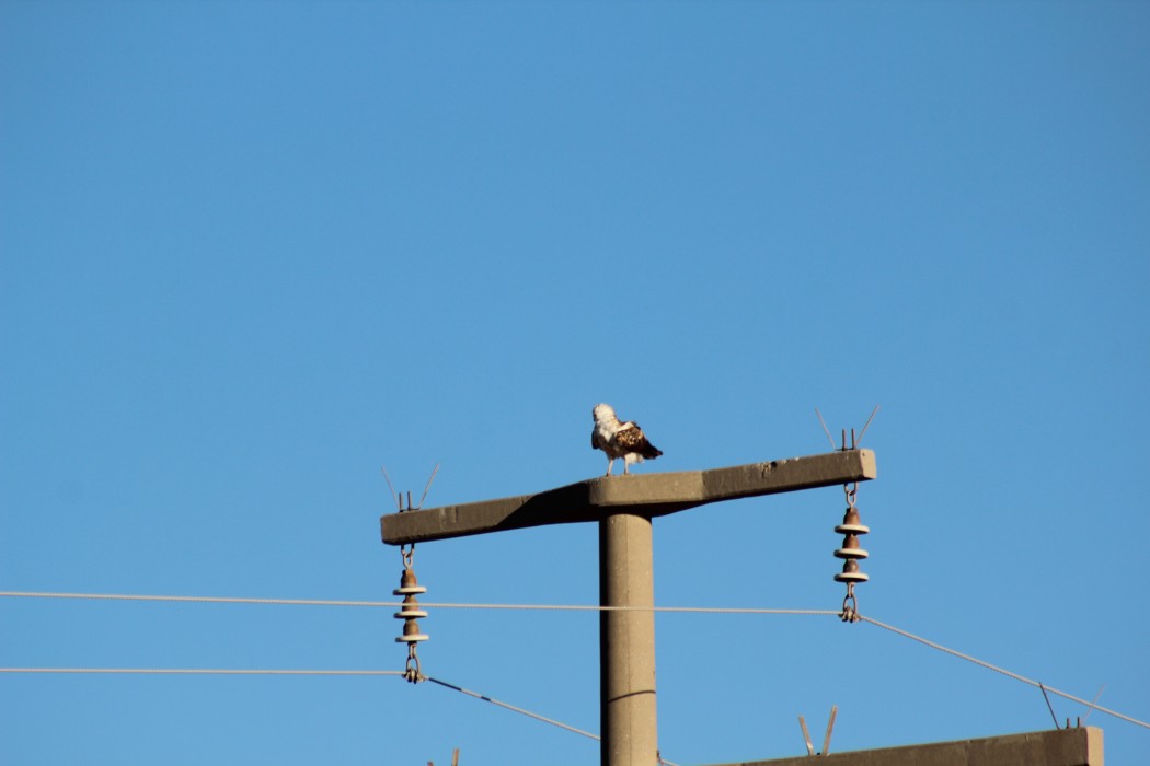 Short-toed Snake Eagle