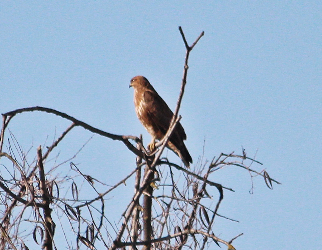 Common Buzzard