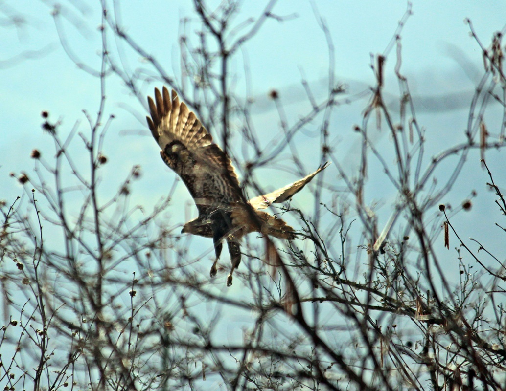 Common Buzzard
