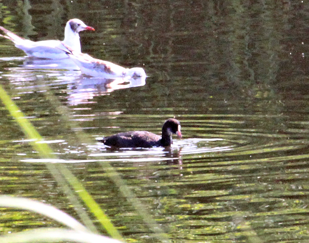 Eurasian Coot