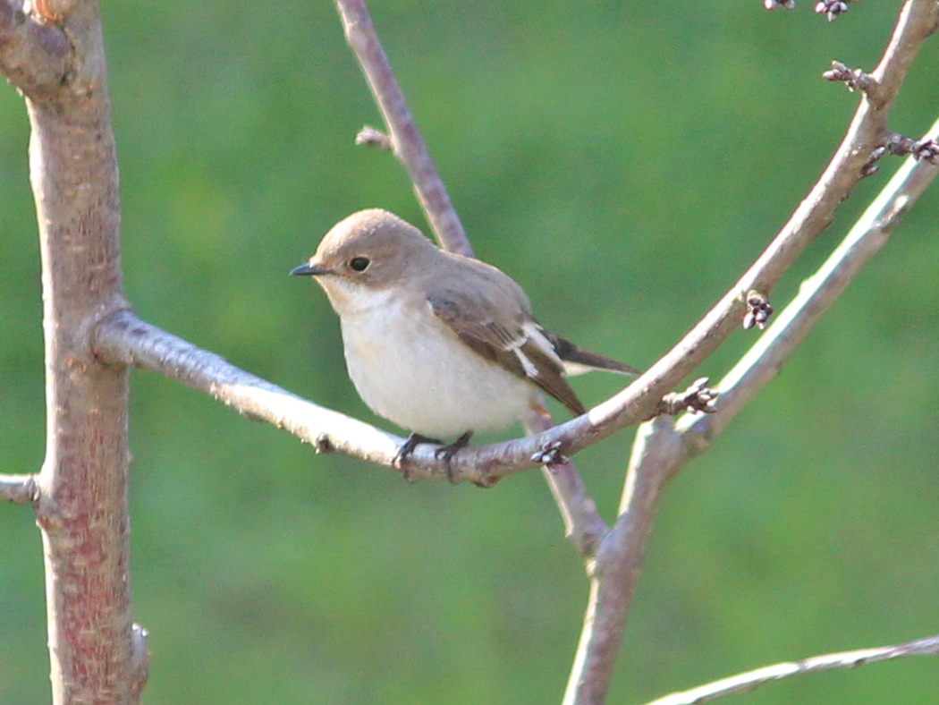 Collared Flycatcher