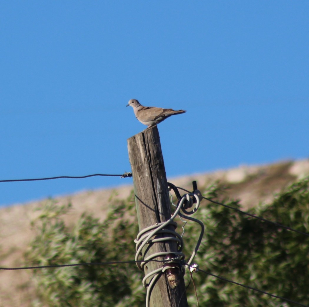 Eurasian Collared Dove