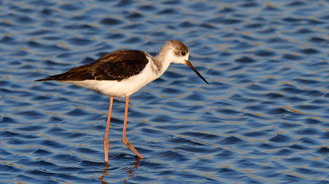 Black-winged Stilt