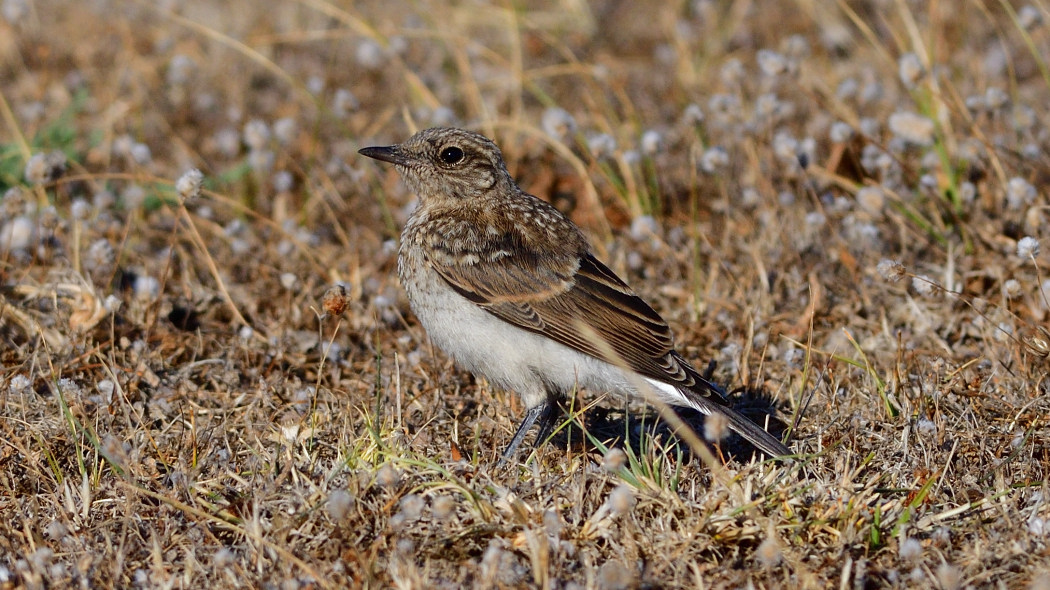 Northern Wheatear