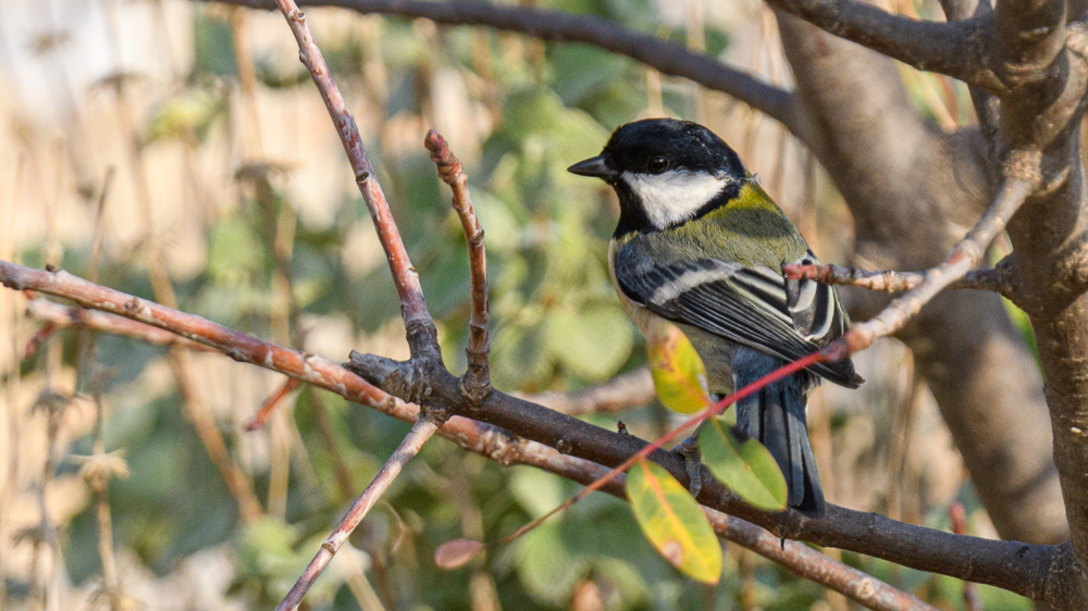 Great Tit