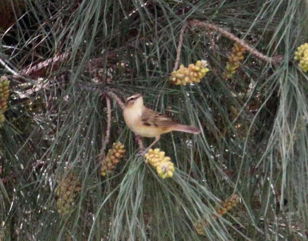 Sedge Warbler