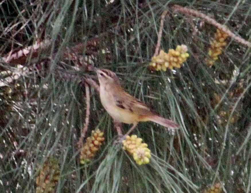 Sedge Warbler