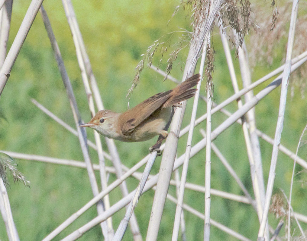 Common Reed Warbler