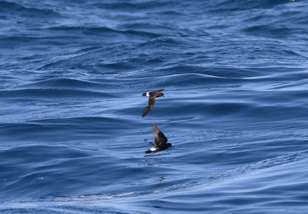 European Storm Petrel