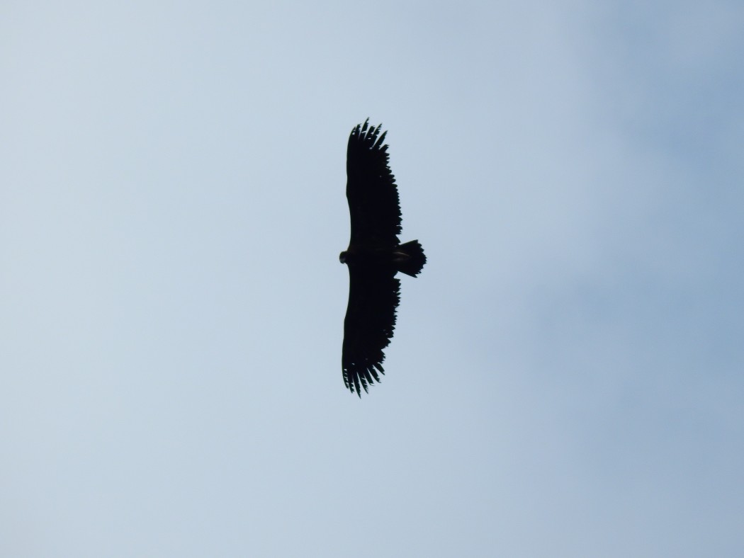 Cinereous Vulture