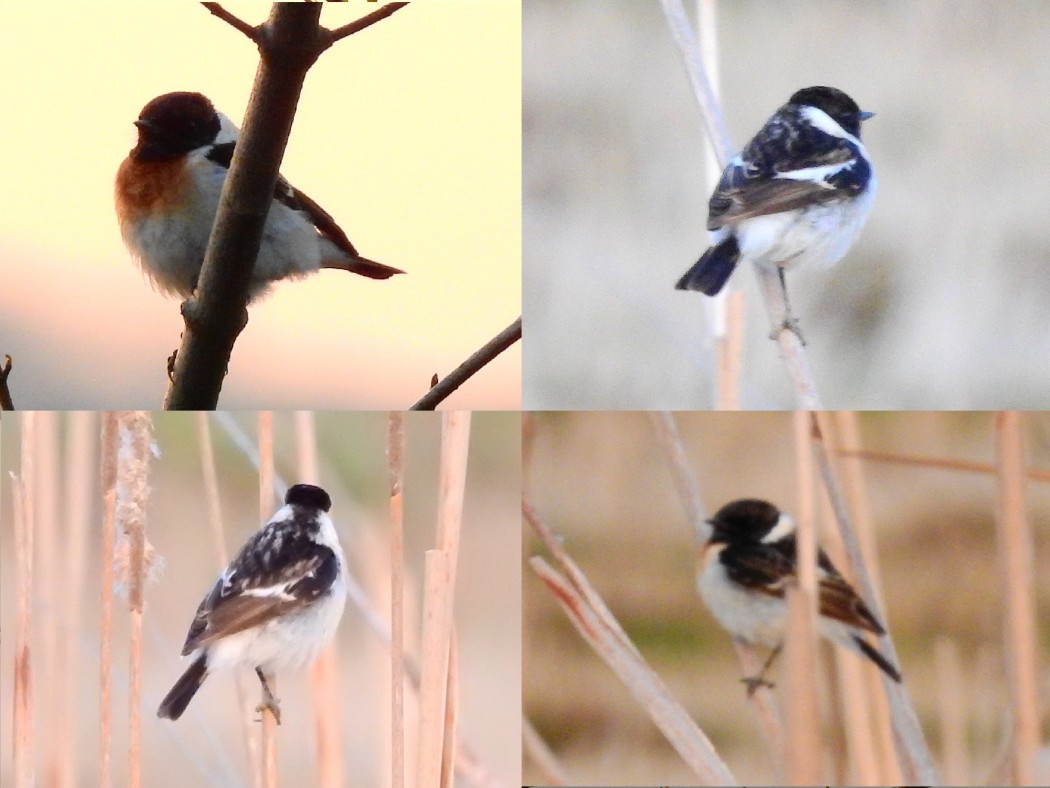 Siberian Stonechat