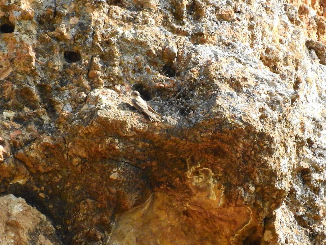 Eurasian Crag Martin