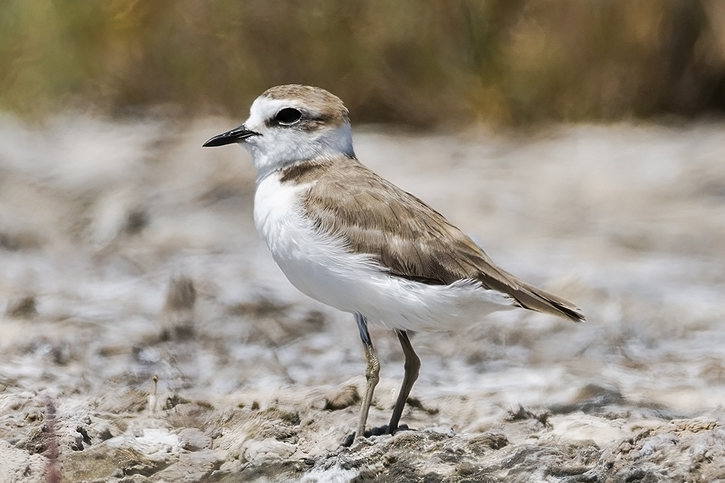 Kentish Plover